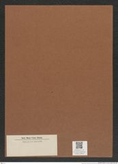 Diatomeae indet. Zeichnungen Sammlung Grunow Mappe 03633 (Herbarium_W_Grunow_drawings_Folder_03633)